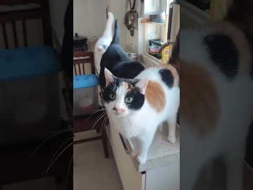 Funny Animals Videos ๐ - Funniest Cats and Dogs ๐ธ๐ถ