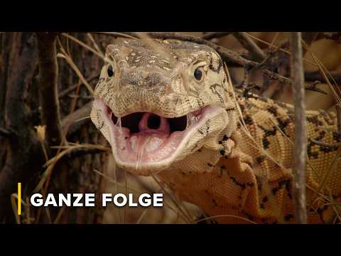 Australiens trockene Wüste & tödliche Tierwelt | Tödliche Tiere Australiens 103