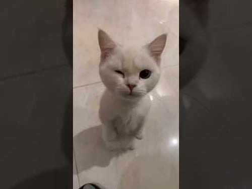 Wink from your cat!π #cats #funnyshorts #funnypets #viralpets