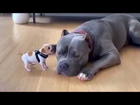 When Puppies Boss Around Big Dogs 🤣 Funniest DOGS Video 2025 Ever!