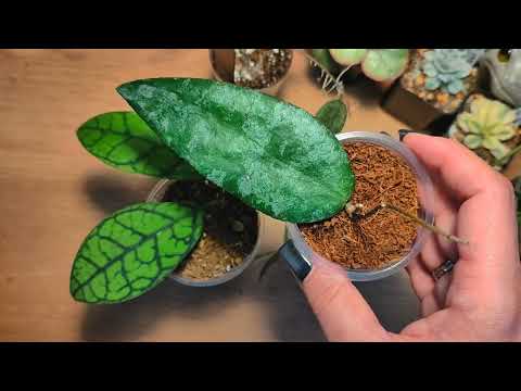 Обзор покупок с выставки-продажи экзотических растений Monsterrium 🌿 #succulent #hoya #anthurium