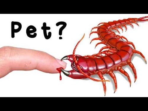 This Shouldn’t be a Pet