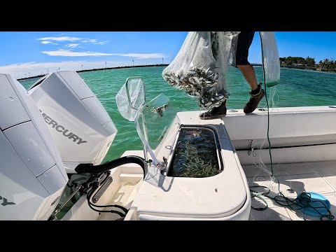 Live Bait Tuna Fishing | All Fired Up | Patience Pays CCC