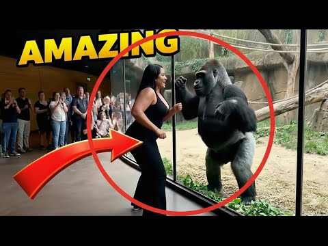 Gorilla’s Most Human Reaction Ever Captured!