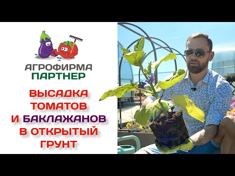 Высадка томатов и баклажанов в открытый грунт