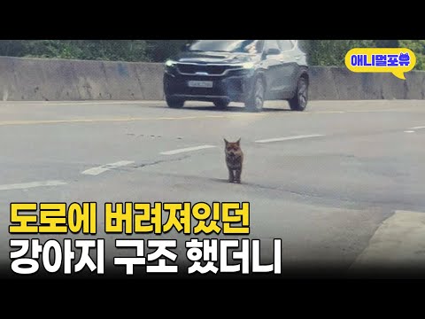 도로 한복판에 버려져 떠돌던 유기견을 구조했더니 I KBS 동물극장 단짝 221008 방송