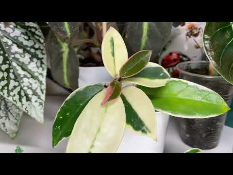 Обустраиваем пространство. Новый стеллаж с цветами. Создаем настроение в непогоду