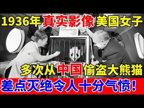 1936年真实影像,美国女子多次从中国偷盗大熊猫,令人十分气愤!【对话当事人】