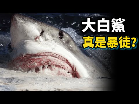 顛覆想象的真實大白鯊,它們竟然如此的聰明!!!