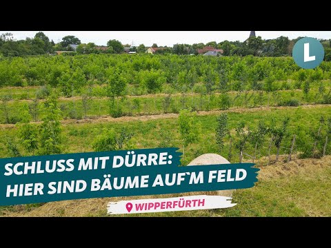 Acker der Zukunft?! So geht Agroforstwirtschaft | WDR Lokalzeit Land.Schafft.