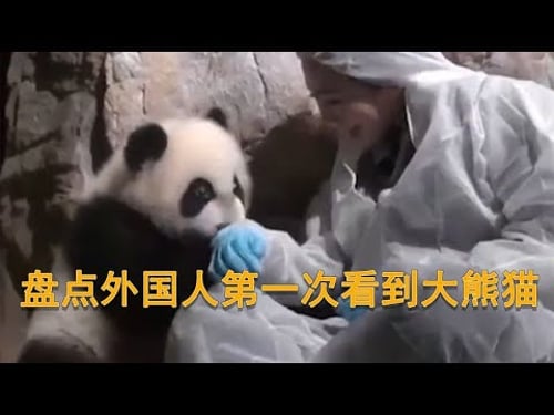 搞笑合集: 盘点外国人第一次看到大熊猫,看到后眼睛都直了,不愧是中国国宝 🤣🤣 P208