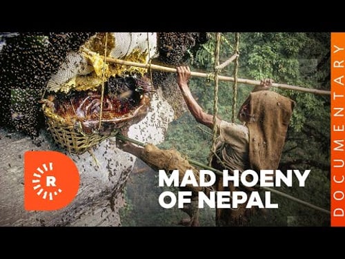Documentary- Mad Honey of Nepal