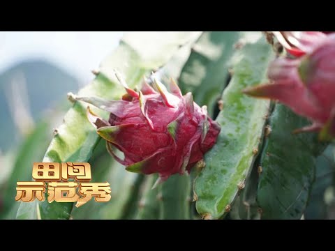火龙果种植门道多!他对着火龙果枝条剪了几刀,竟能让火龙果再发新根!丨「田间示范秀」20230424