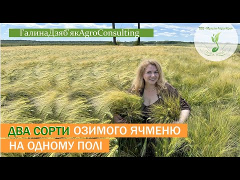 КАРМІНА і ФІНОЛА | шестирядні сорти озимого ЯЧМЕНЮ