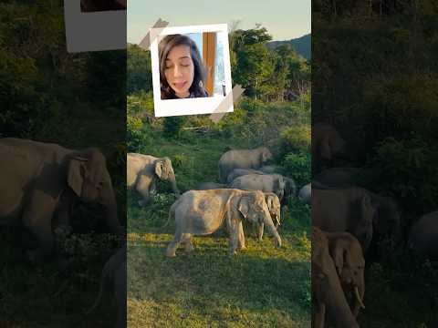 How Elephants make the best coffee beans - Yup, it's just how you think!