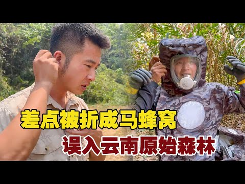 Lost in Yunnan's Primeval Forest: Nearly Stung by Hornets' Nest, What Luck!