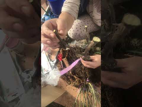 Посылка с розами 🌹временная посадка в горшок 🪴🌺