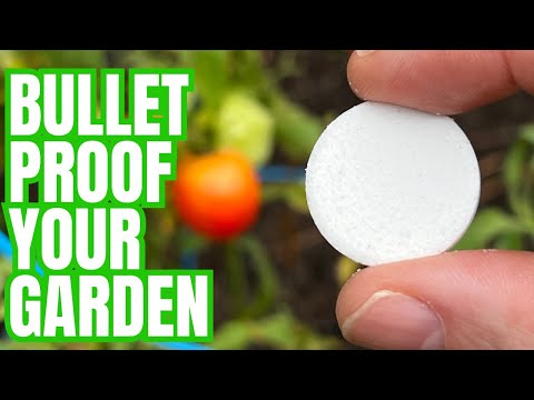 Vegetables will instantly grow, will not get diseases, and produce a MASSIVE harvest.