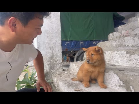 早起去赶集遇到一条没人懂欣赏的小土狗,二话不说,直接带回农场