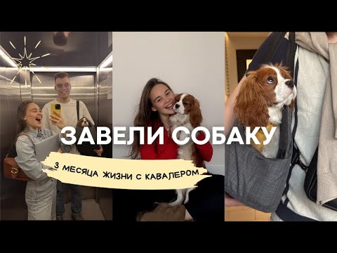Мы завели собаку. 3 месяца жизни с Кавалер Кинг Чарльз спаниелем