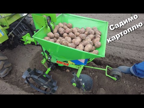 Planting potatoes with a walk-behind tractor and a Kentavr planter