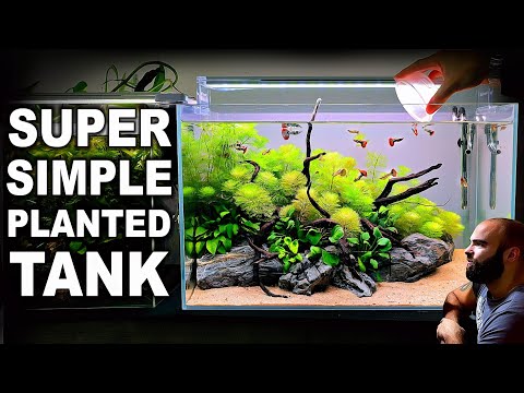 How To Make Your First Planted Tank (EASY STEP BY STEP AQUASCAPE TUTORIAL)