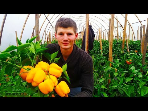 Чітко про вирощування розсади овочів на весні. Потужні поради.