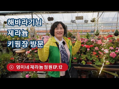 【4K】Yeongmi's Geranium Garden EP. 12 (Visiting Sunflower's Geranium Garden)