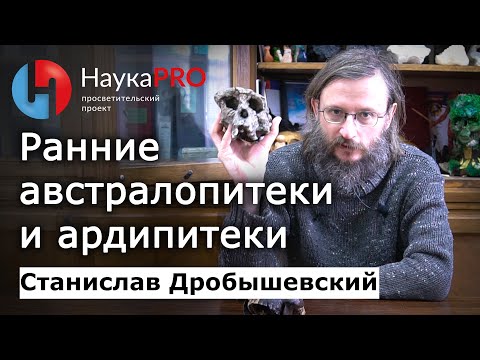 Ранние австралопитеки и ардипитеки – Станислав Дробышевский | Лекции по антропологии | Научпоп