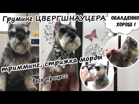 Груминг цвергшнауцера: тримминг, стрижка морды, весь процесс. №1. Уроки груминга. Зоосалон у Мишки.