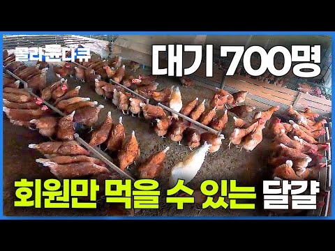 A $1.10 Egg You Can’t Even Eat: Inside Korea’s Exclusive Subscription-Only Egg Farm #PICKDOCU