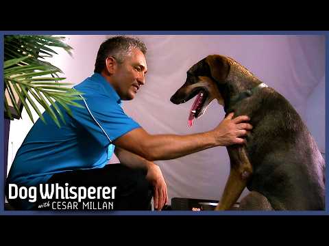 Doberman So Traumatized It Shuts Down From Fear | S5 E16 Full Episode | Dog Whisperer