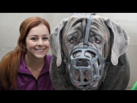 180lbs Neapolitan Mastiff with a bite history