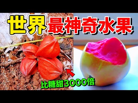 The ten most magical fruits. The first one is 3,000 times sweeter than sugar.