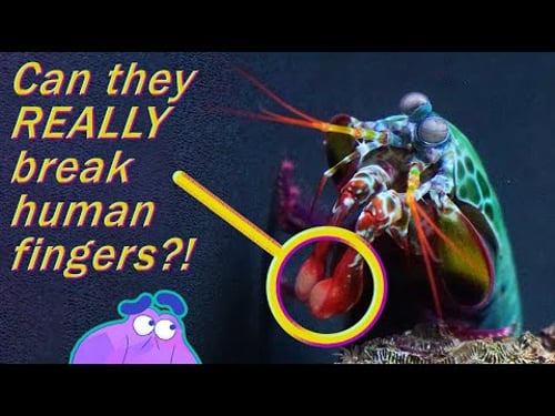 How the Mantis Shrimp Can Punch Through Glass | Alien Ocean