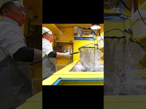 싱싱한 물고기로 회와 스시를 만들어주는 역대급 수산횟집ㅣkorean Korean style sushi and raw fish sashimi #shorts