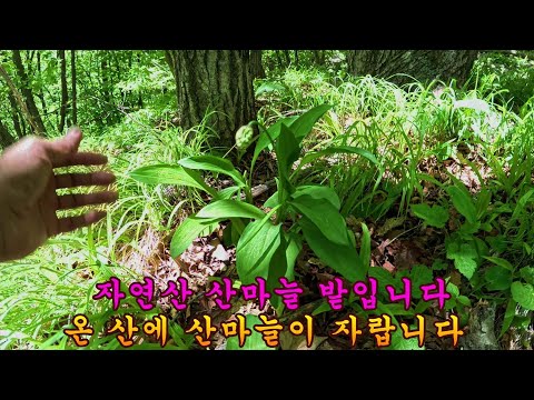 제 1015회 2024 5 23 야생에 산마늘이 울릉도 다음으로 많이 자라는 곳이 있습니다