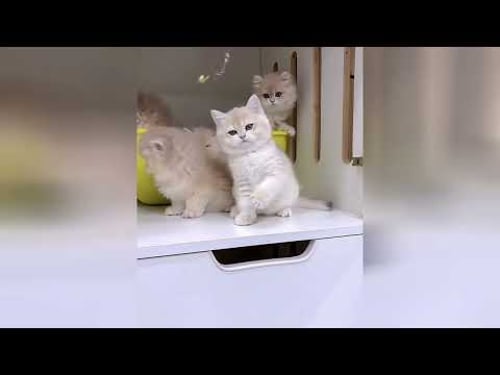 Gatitos pequeños que esparcen ternura con cada movimiento