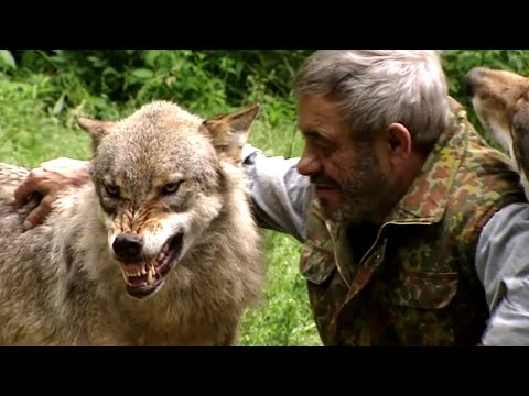 Loups sauvages : il parle avec les bêtes