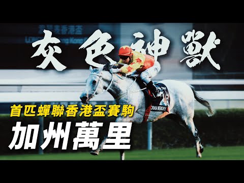 無懼「翻閹」的灰色神獸!馬壇神童的最佳拍檔|加州萬里|告東尼|蔡明紹|首匹蟬聯香港盃賽駒|爆冷贏香港金盃技驚四座|#賽馬物語