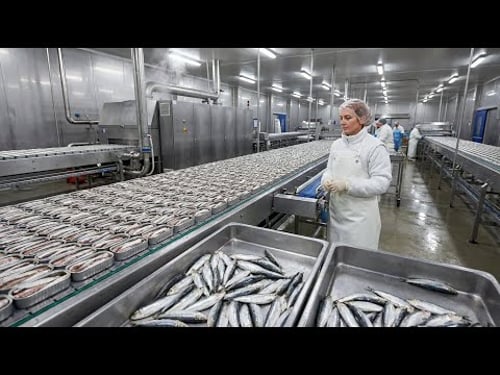 Inside the Largest Sardine Canning Facility – 500,000 Cans Every Day