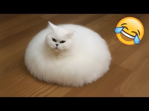 Lustigste Tiervideos 😹🐶 Sehr lustige Katzen & Hunde 2025 🤣 Teil 3