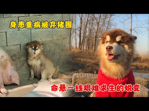 患病的腹水狗被主人棄養豬圈,挺著碩大的肚子與豬生活,太可憐了