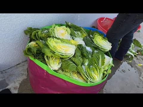 (12์)์ฐจ์ฌ์ฌ์ ๊น์ฅ ๋ ์ํผ ~ ๊ณ๋์ ์๋น!! ๋์ถฉ๋์ถฉ