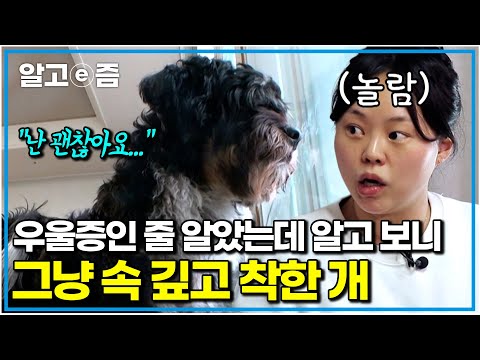 “우울증 절대 아니에요!” 무기력해 보이는 개 걱정에 설쌤 불렀는데 알고 보니..? 반려견 우울증 진단 테스트|세상에 나쁜 개는 없다|알고e즘