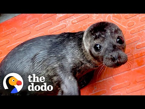Orphaned Baby Seal Barks At Anyone Who Tries To Clean Her Bathtub | The Dodo
