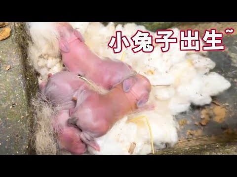 Bird# Rabbit# cutepets Rabbit Growth Diary, Mother Rabbit became a mother for the first time and ha