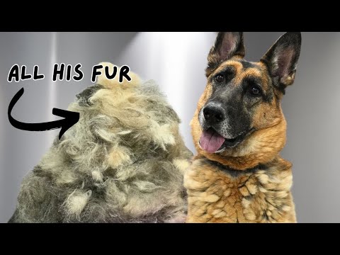 I Groomed a Terrified German Shepherd โ Hereโs What Happened