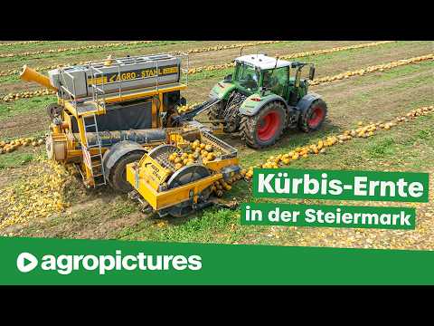 Pumpkin harvest in Styria with the Agro-Stahl AXR 430 & pumpkin pusher | Pumpkin seed oil production