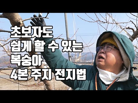 초보자도 쉽게 할 수 있는 복숭아 4본 주지 전지법